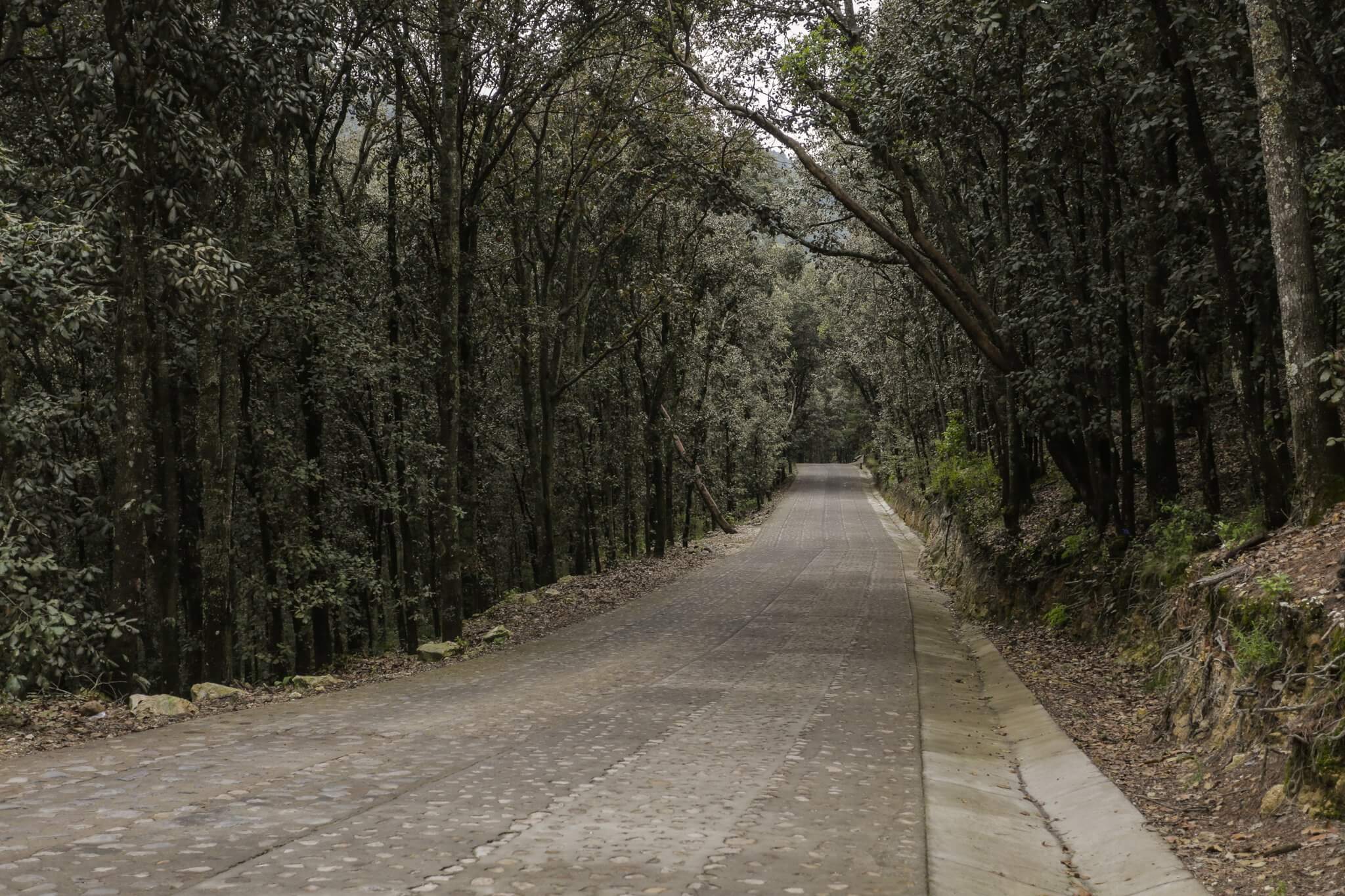 Foto de Laguna de Servín